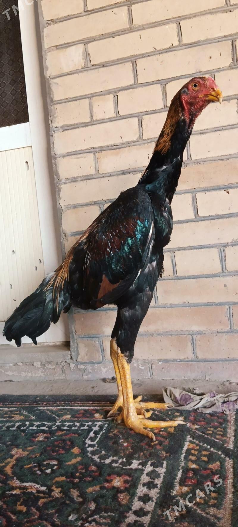 HORAZ JÜYJE - Türkmenabat - img 4