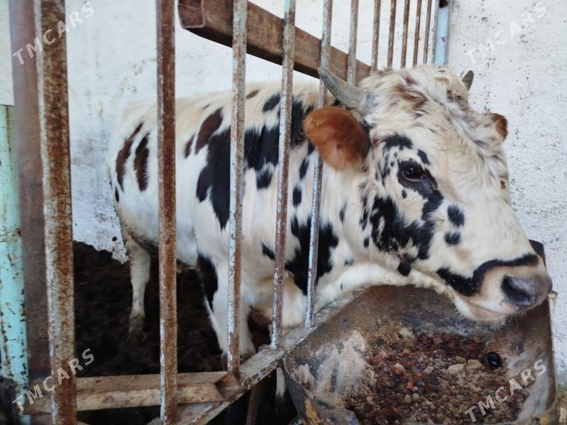 okuz - Gypjak - img 3