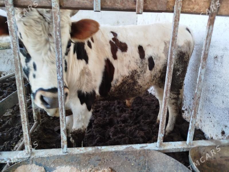 okuz - Gypjak - img 4