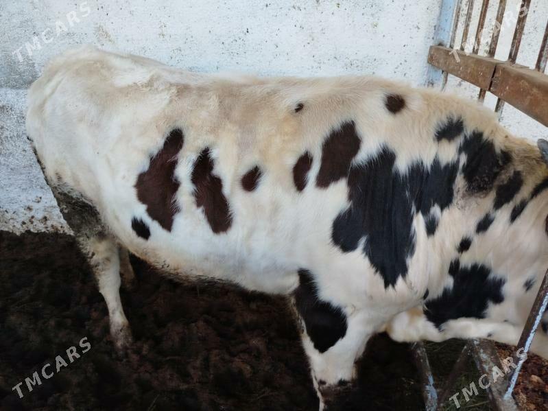 okuz - Gypjak - img 2