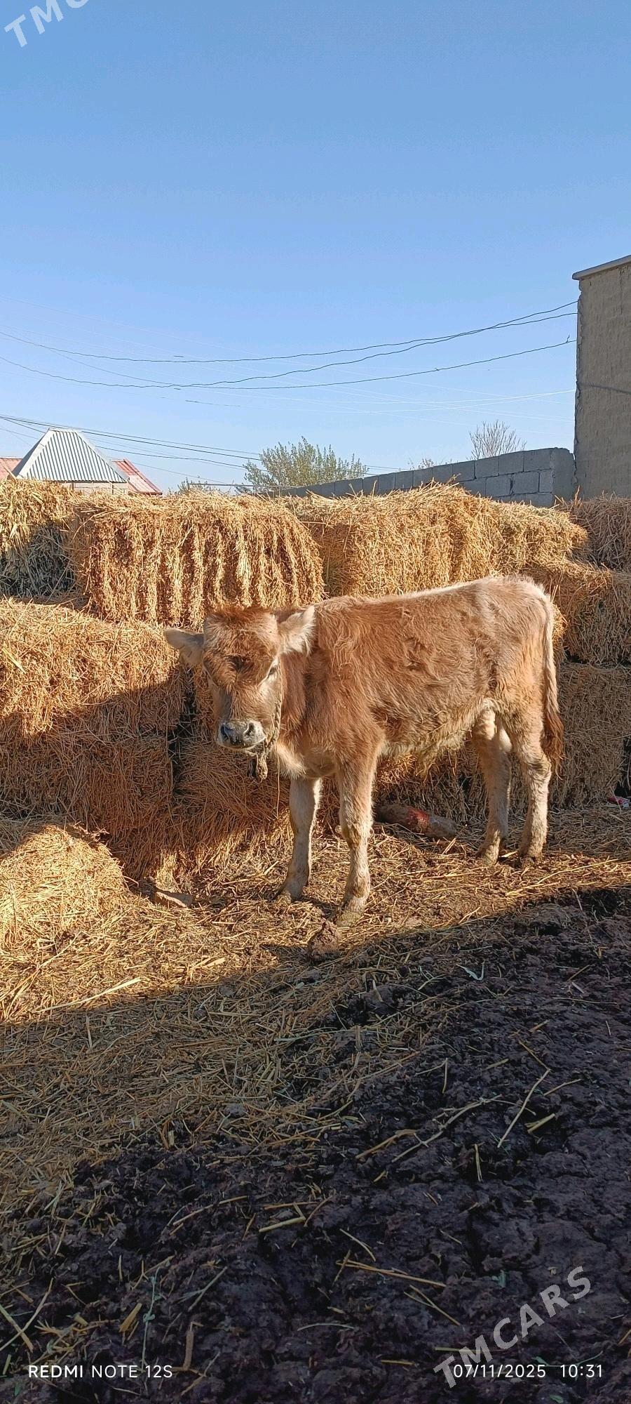 okuzce - Бахарден - img 1