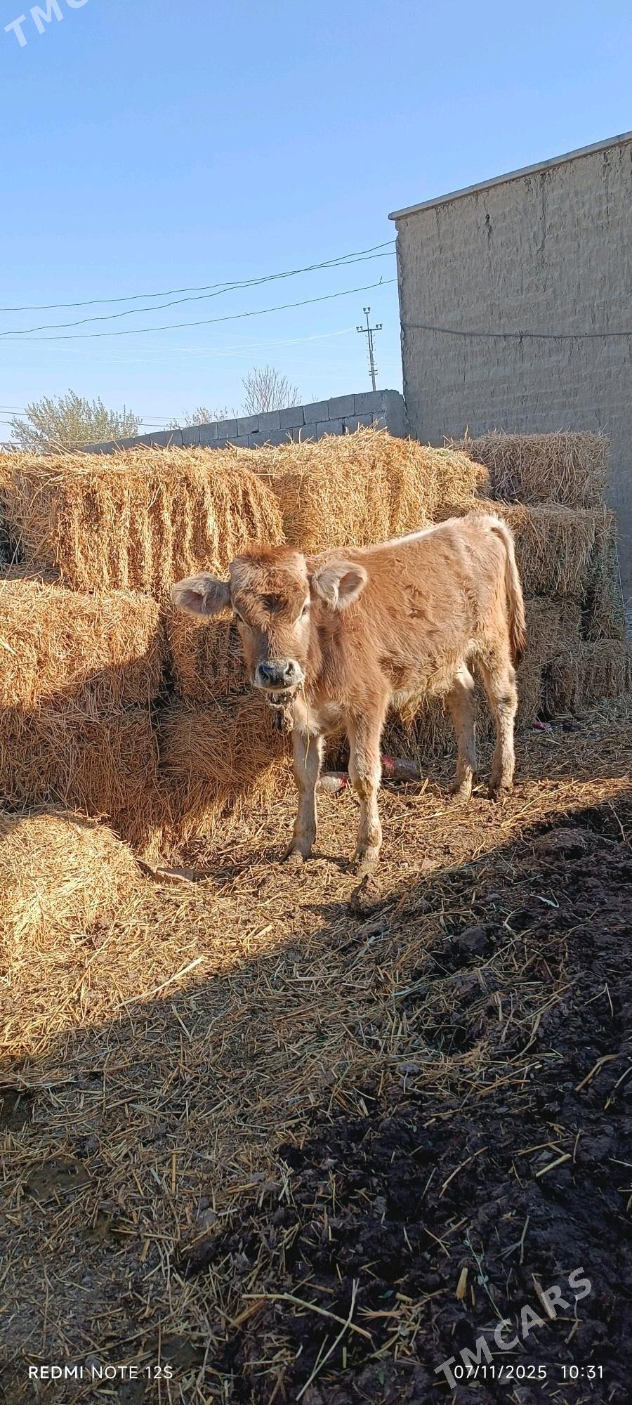 okuzce - Бахарден - img 3