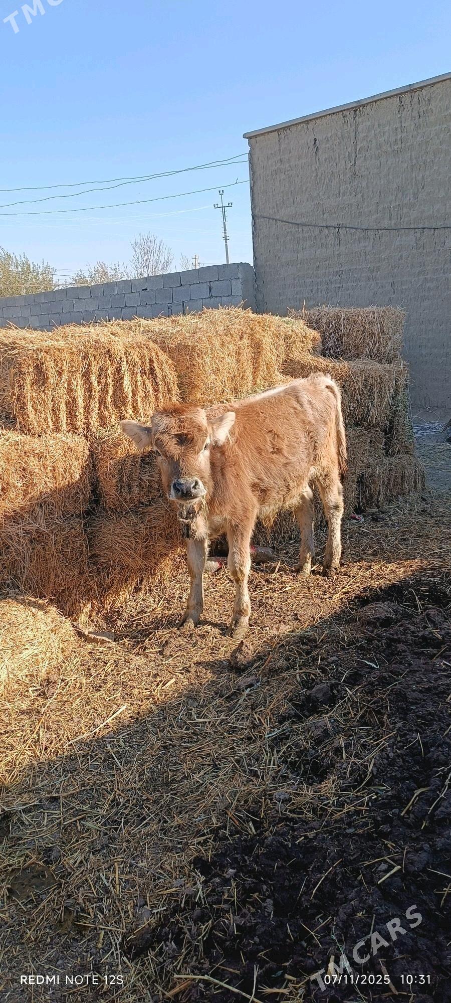 okuzce - Бахарден - img 2