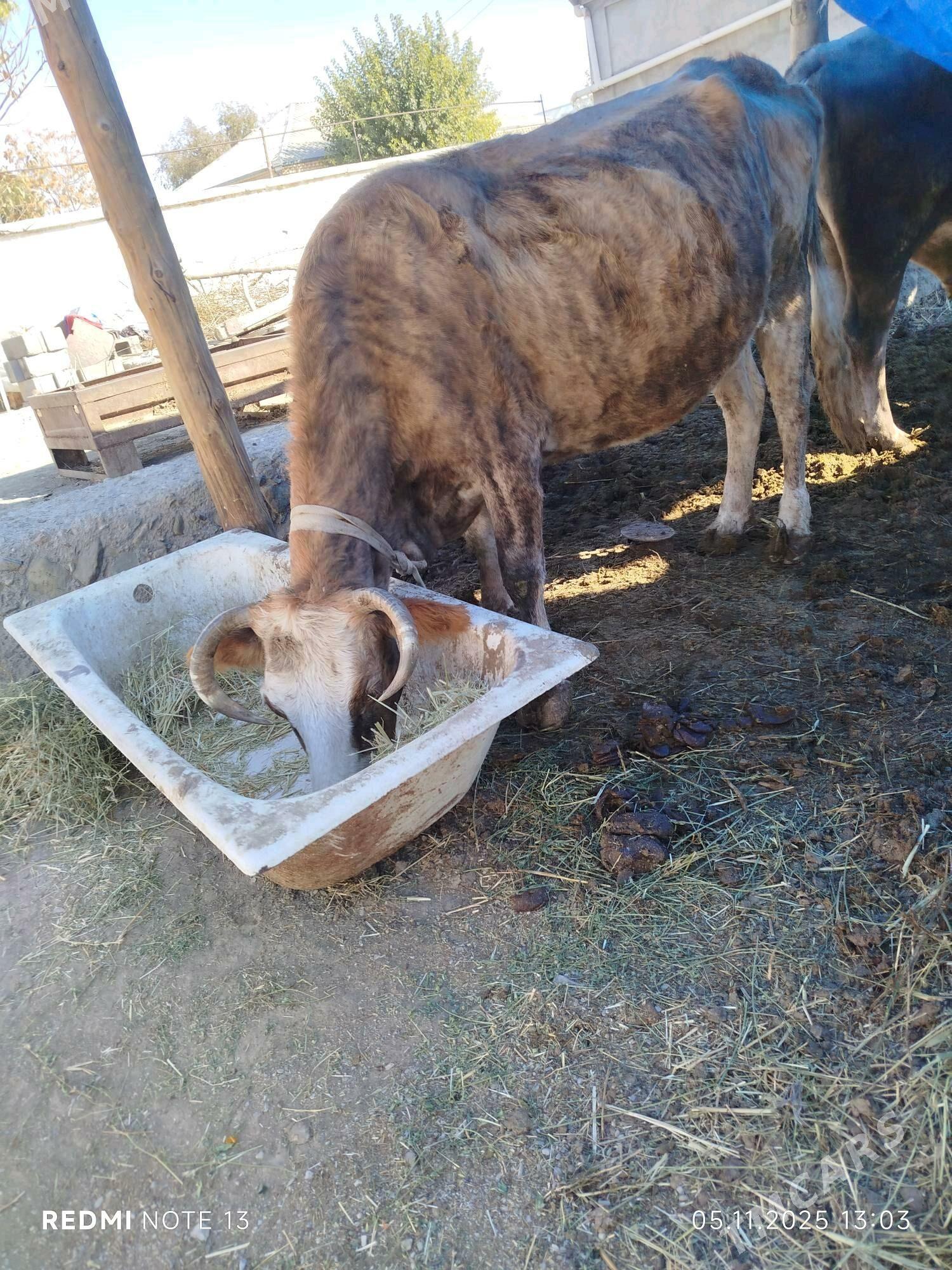 sygyr - Bäherden - img 2