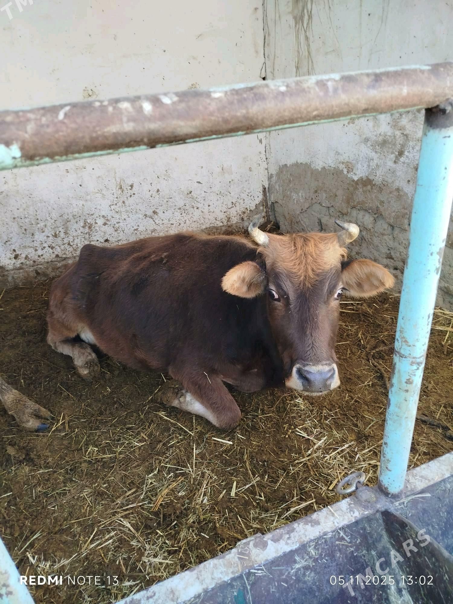 sygyr - Bäherden - img 3