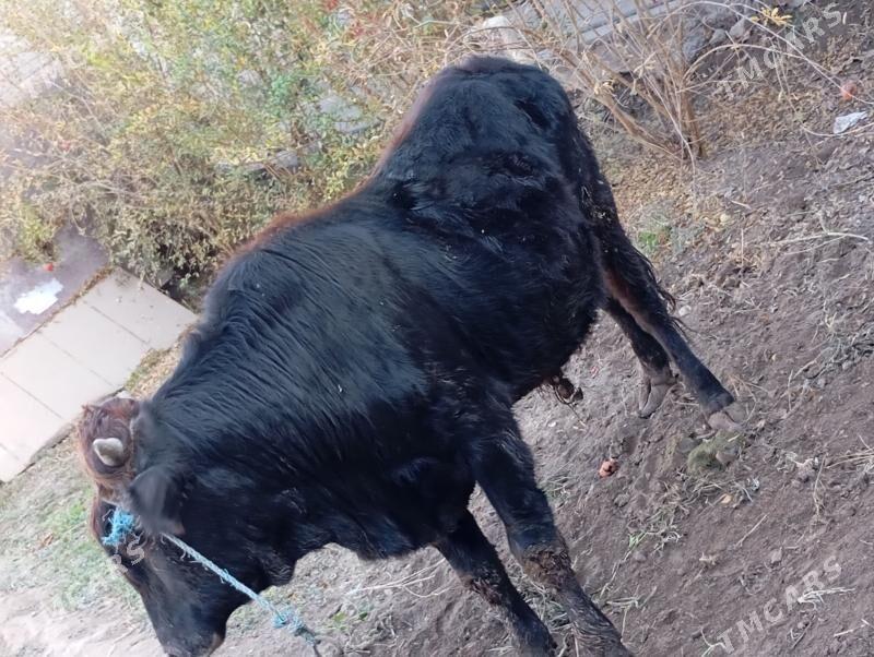 окуз - Туркменабат - img 1