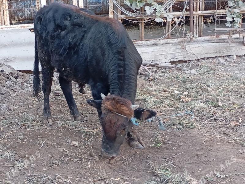 окуз - Туркменабат - img 2