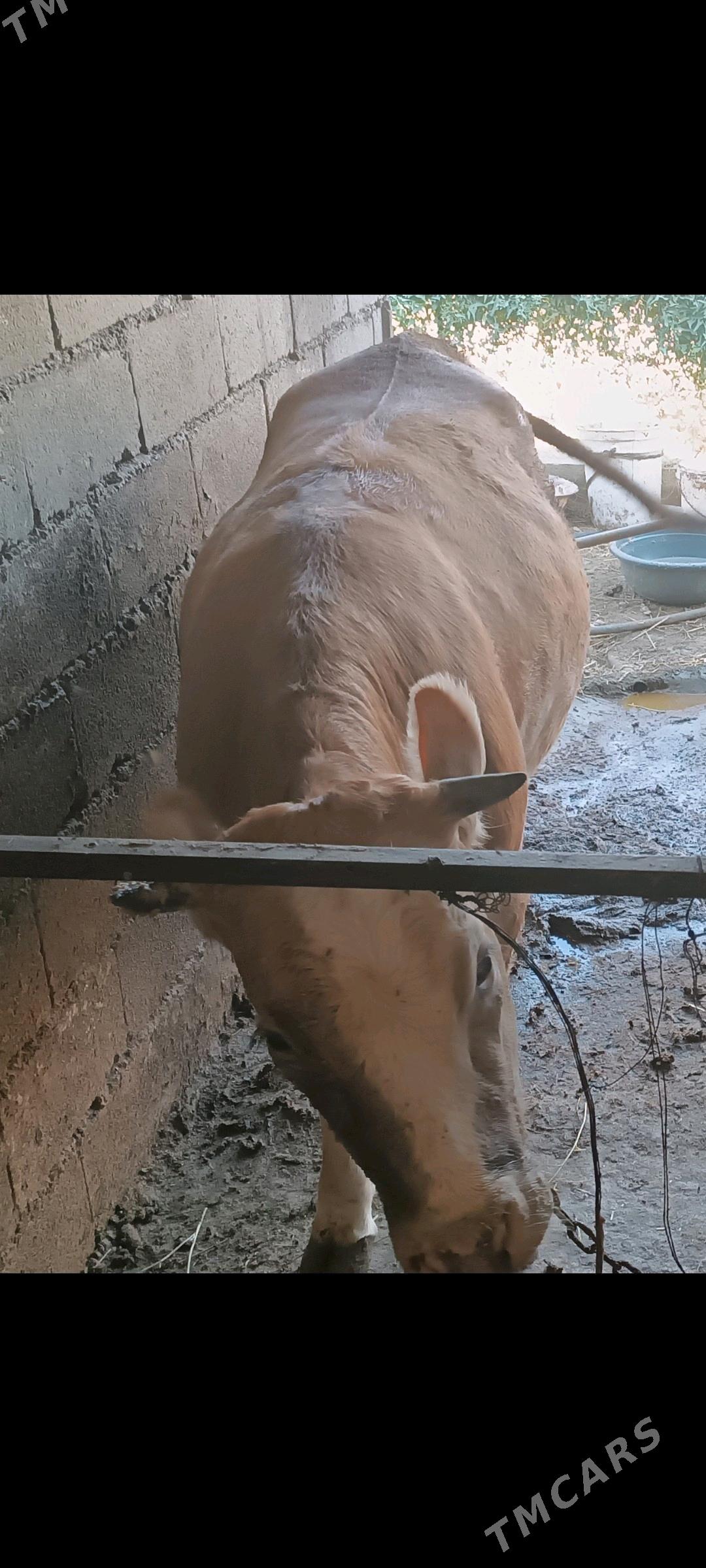 tuwe - Bäherden - img 2