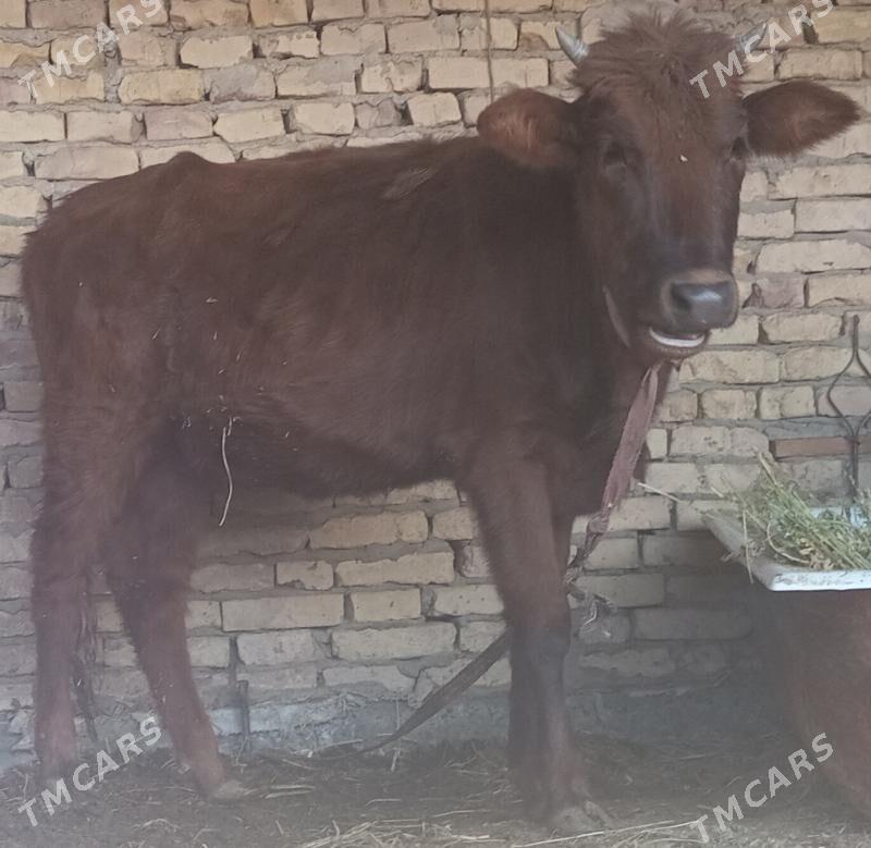 gunajyn - Чарджоу - img 1