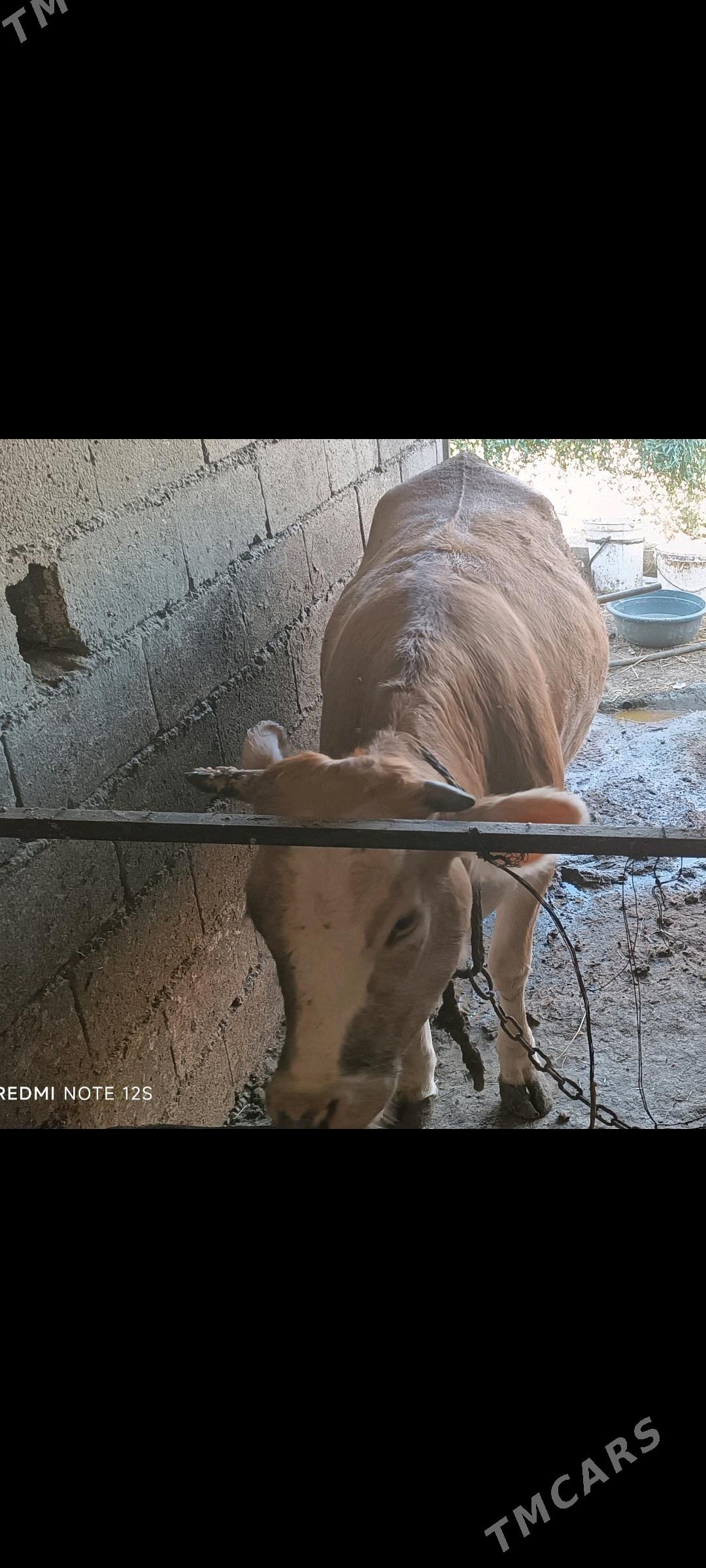 tuwe - Bäherden - img 3