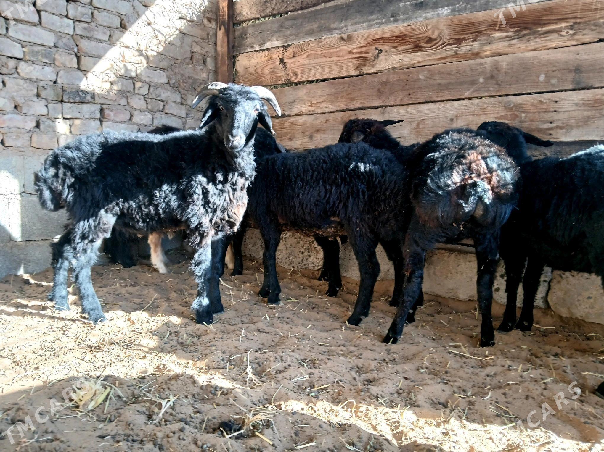 garakol - Ашхабад - img 1