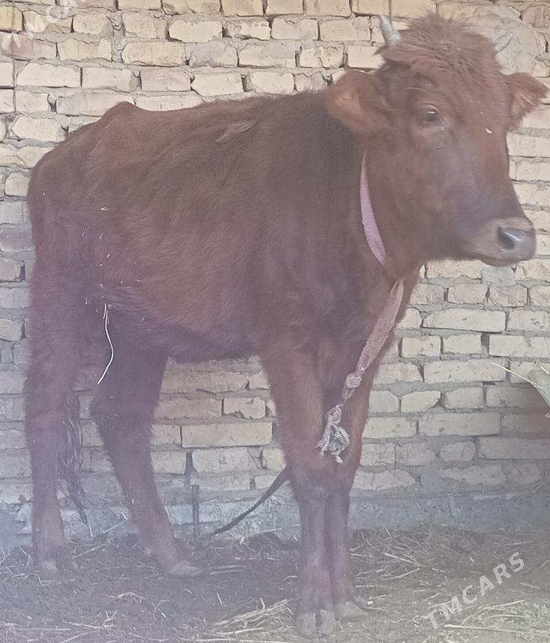 gunajyn - Чарджоу - img 2