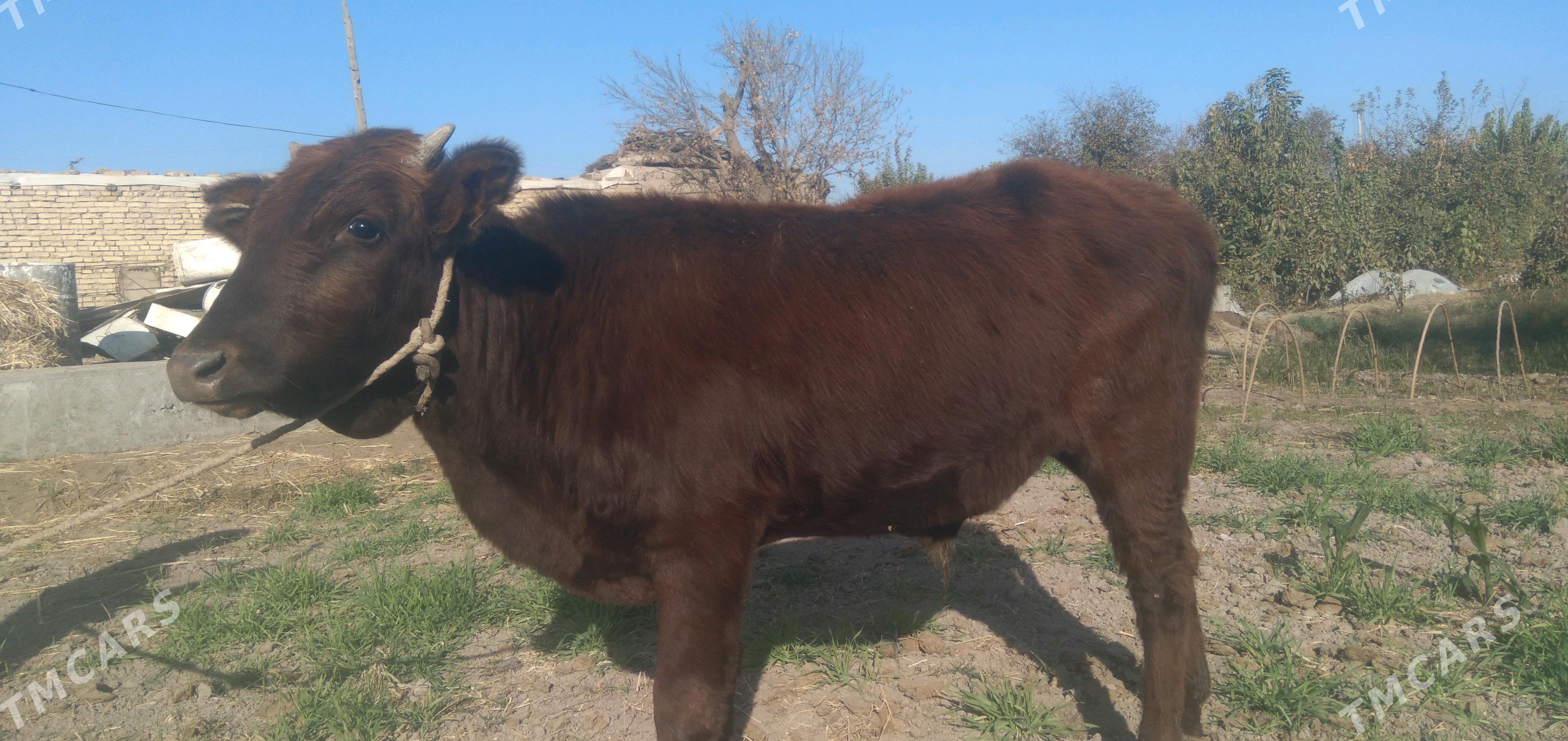 ökuz - Туркменабат - img 2