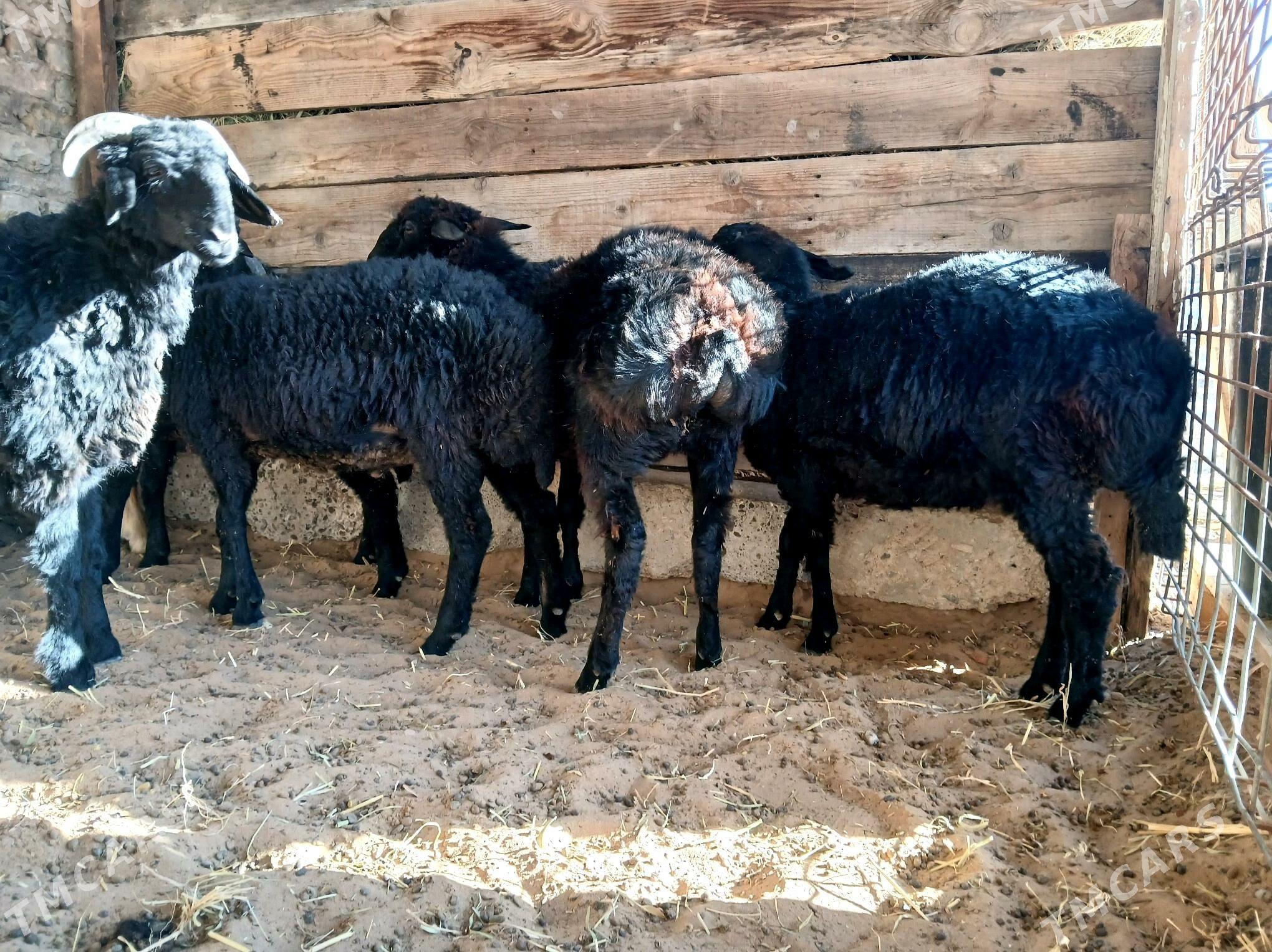 garakol - Ашхабад - img 2