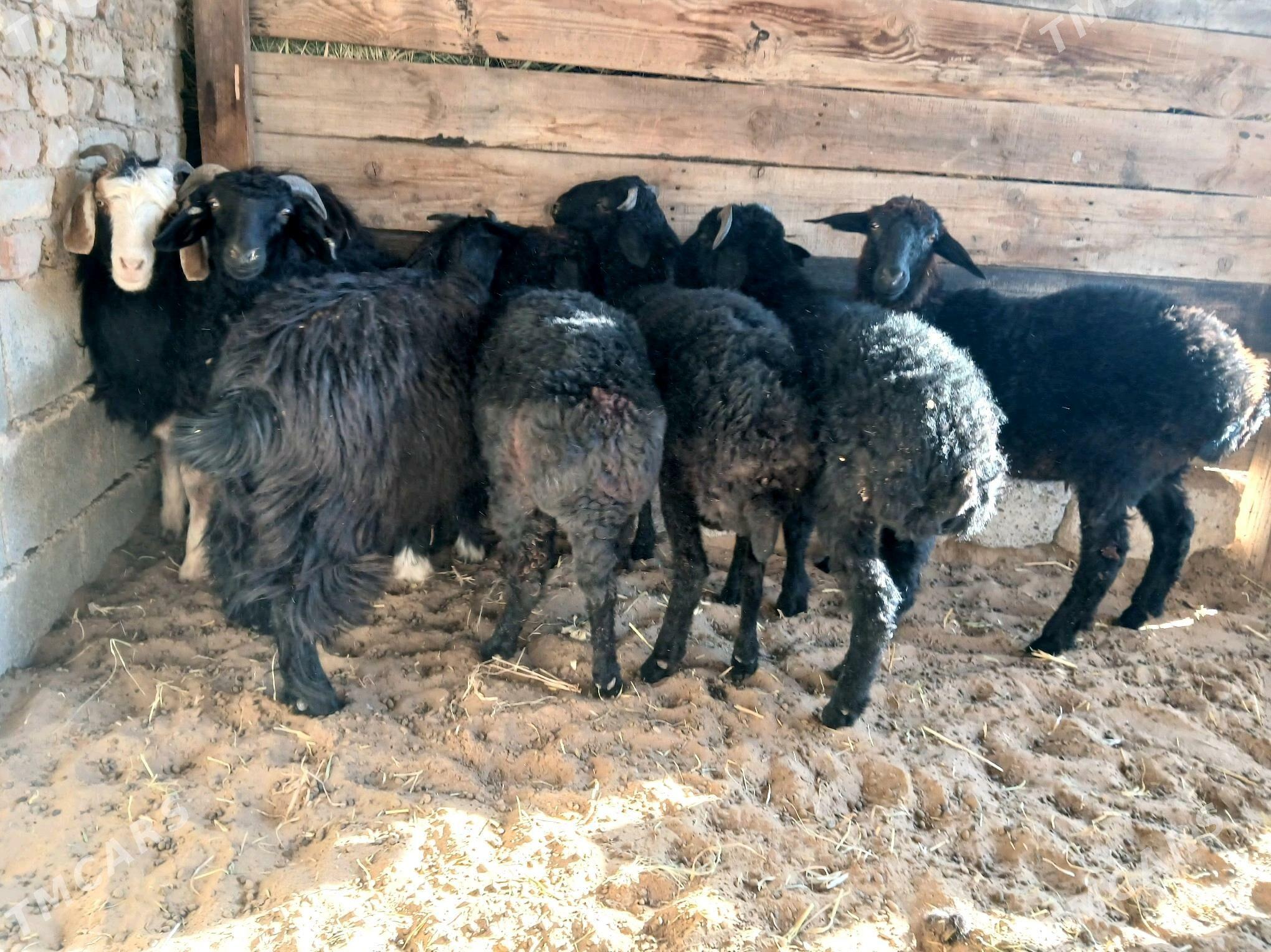 garakol - Ашхабад - img 6