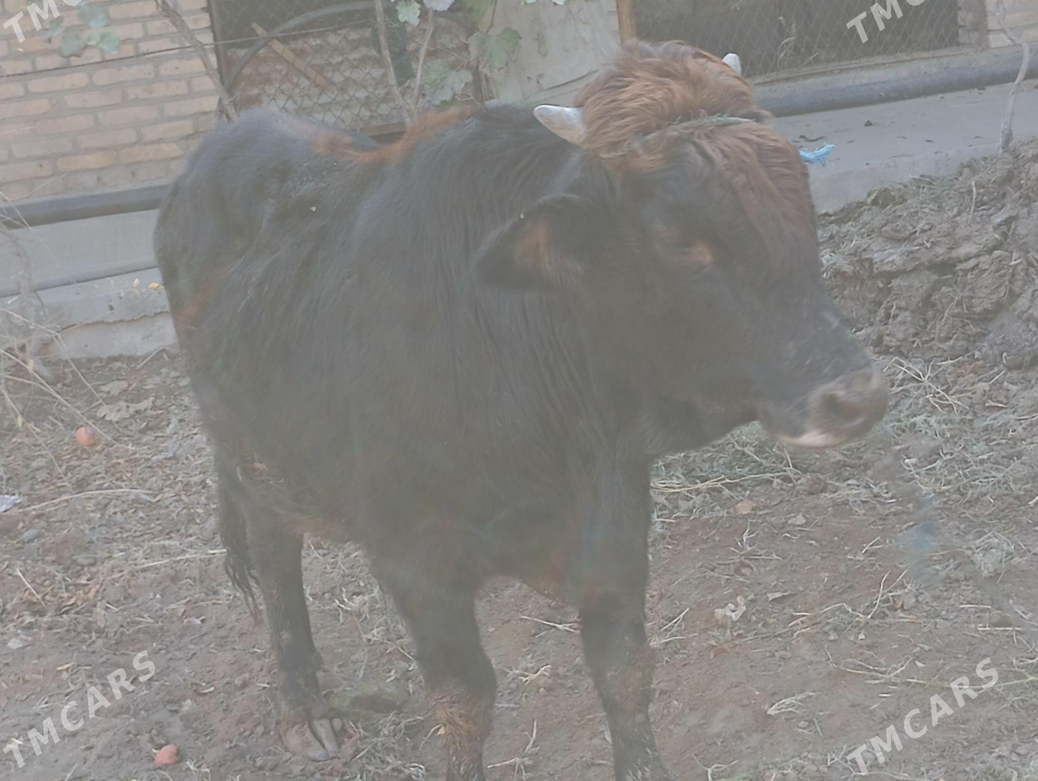 окуз - Туркменабат - img 3