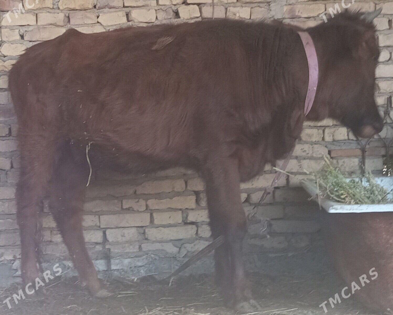 gunajyn - Чарджоу - img 3