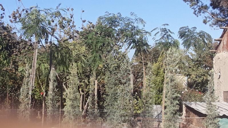 Baglar - Кипджак - img 4