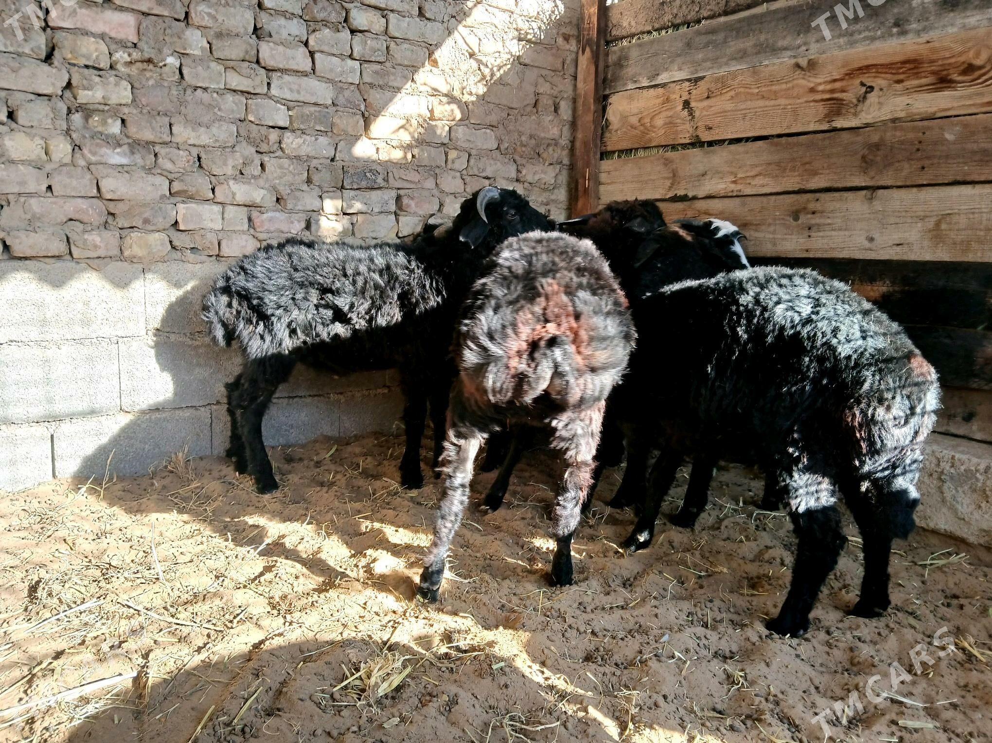 garakol - Ашхабад - img 4