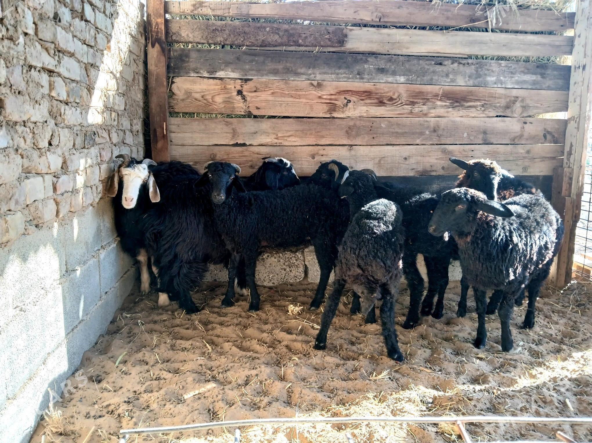 garakol - Ашхабад - img 5