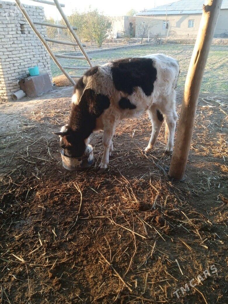 гачар - Губадаг - img 2