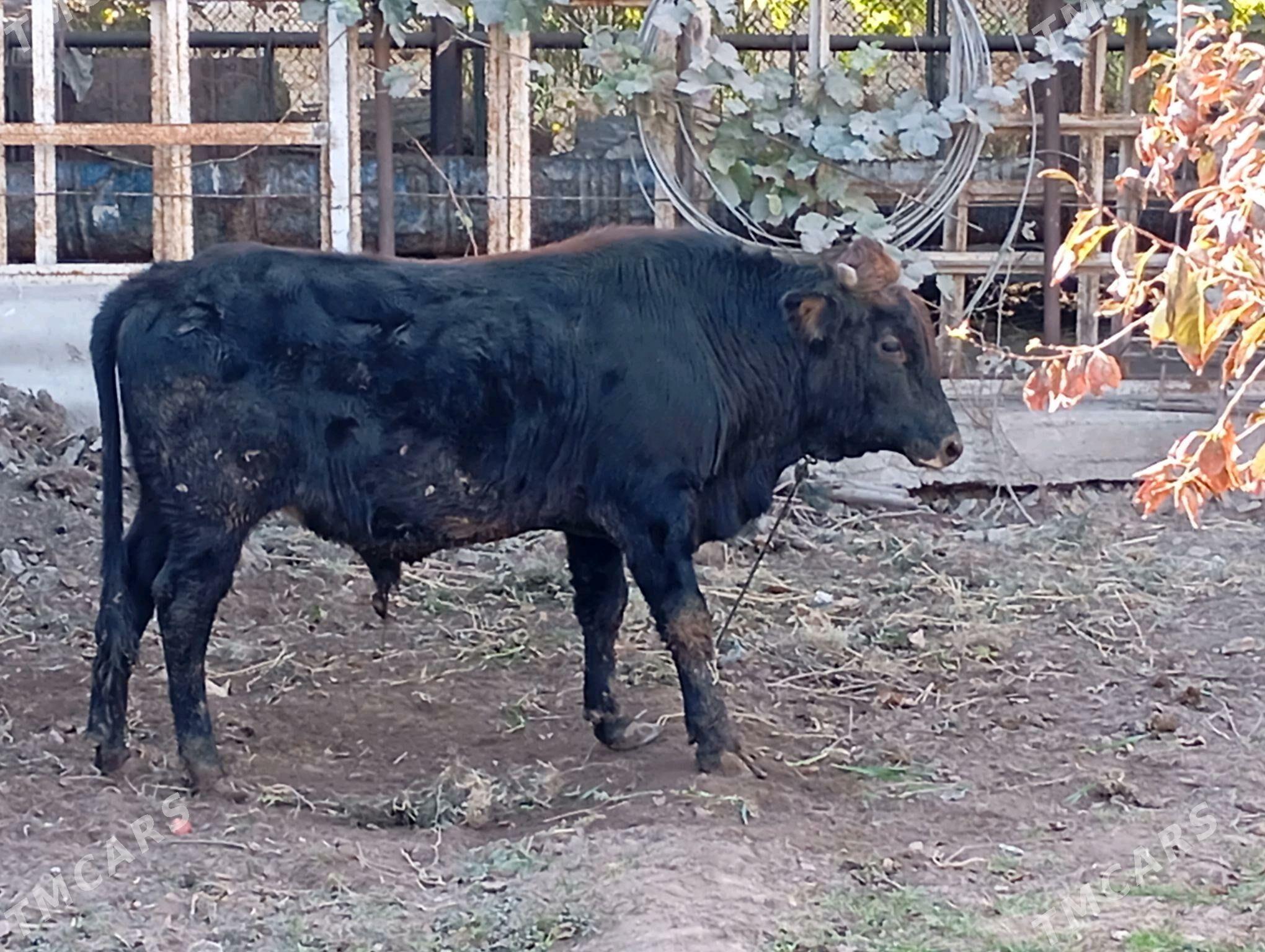 окуз - Туркменабат - img 4