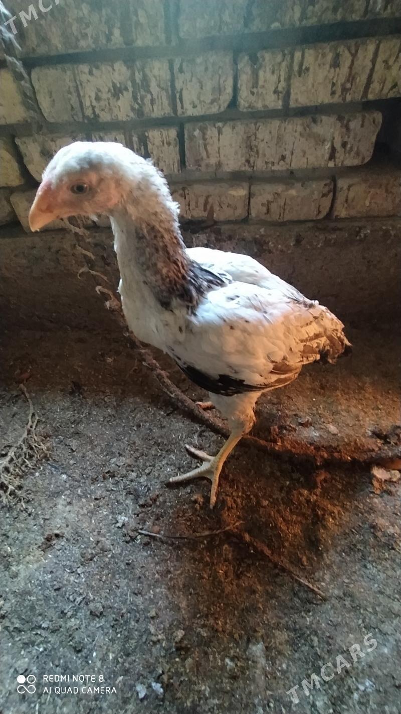 Gbrit jüýje - Теджен - img 1