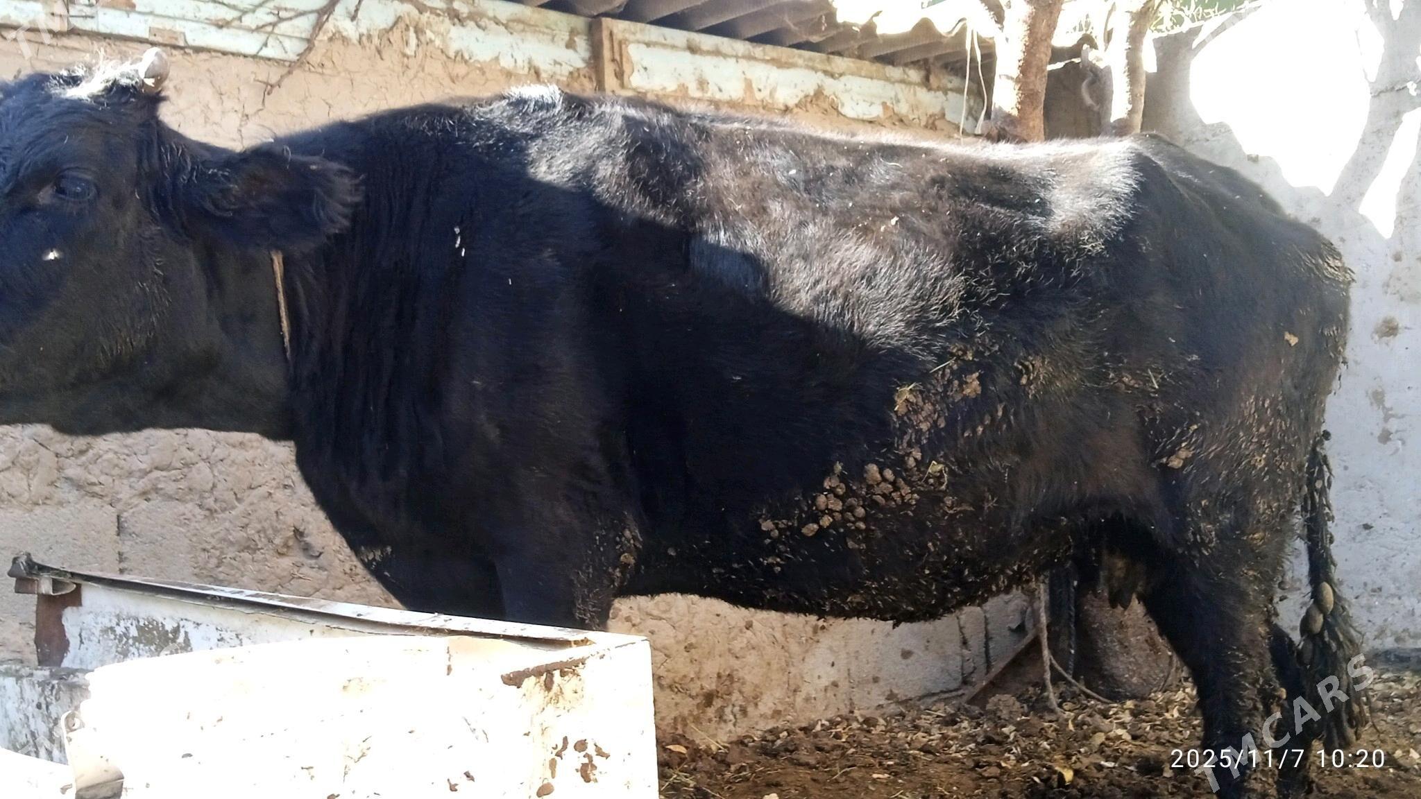 sygyr,tuwe,bakylan - Бахарден - img 3