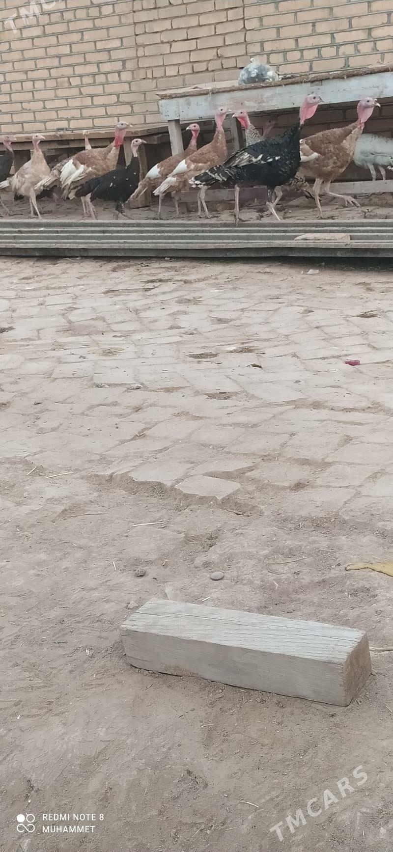 induk - Байрамали - img 2