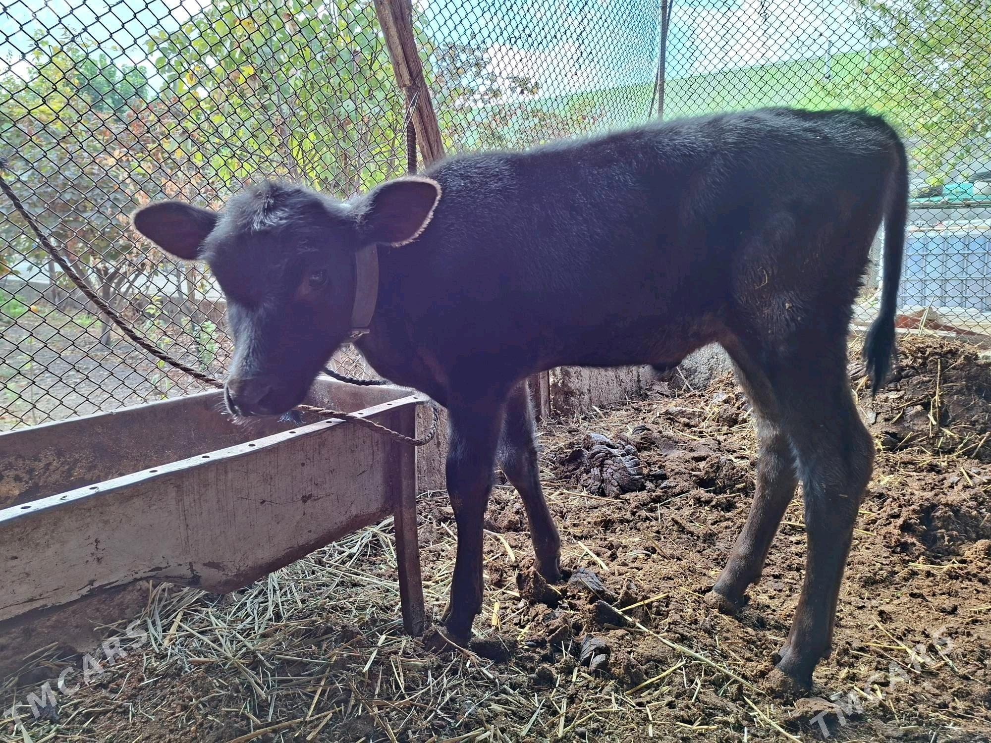 Tuwe 2aylyk şwes - Aşgabat - img 2