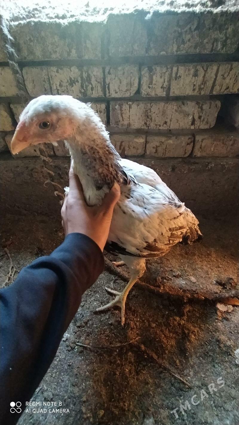 Gbrit jüýje - Tejen - img 3