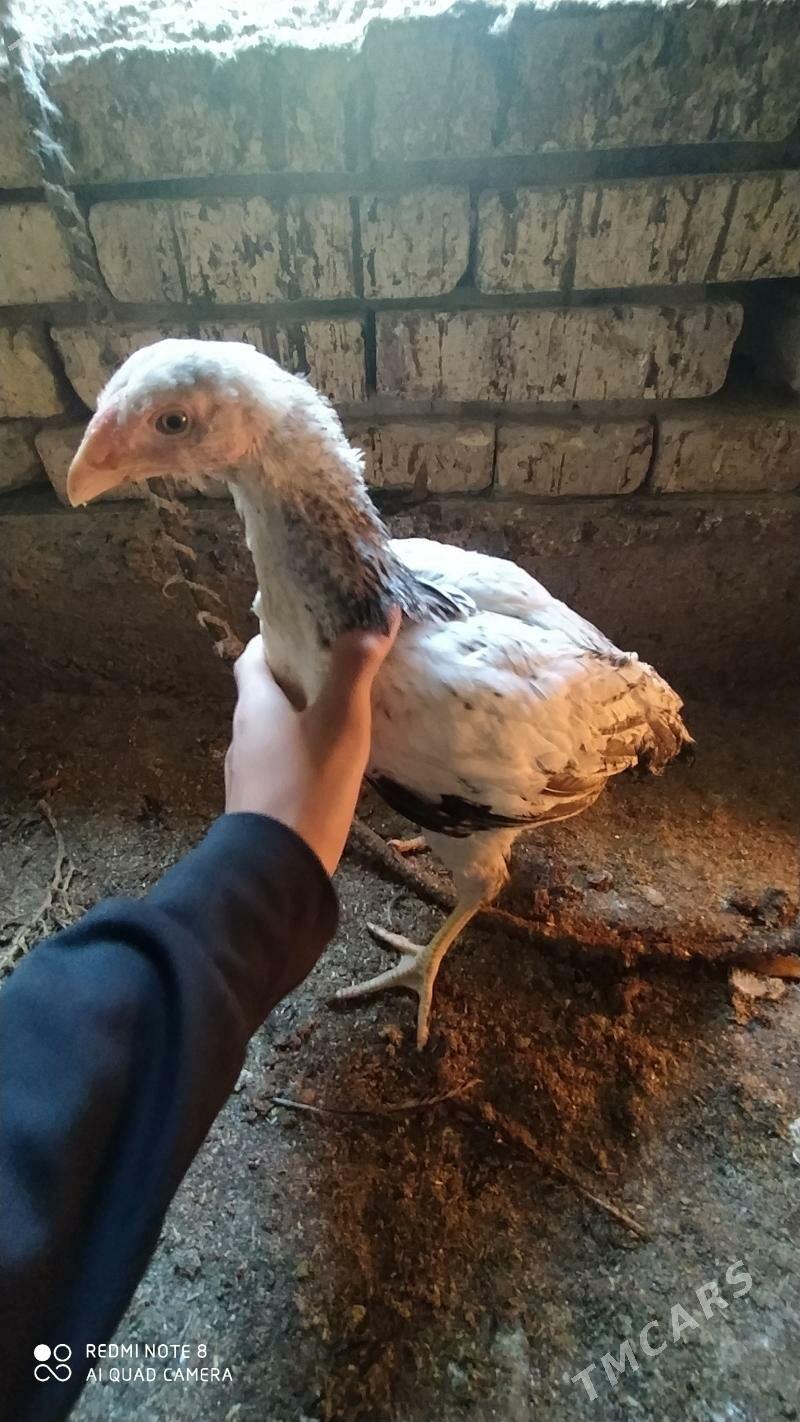 Gbrit jüýje - Tejen - img 2