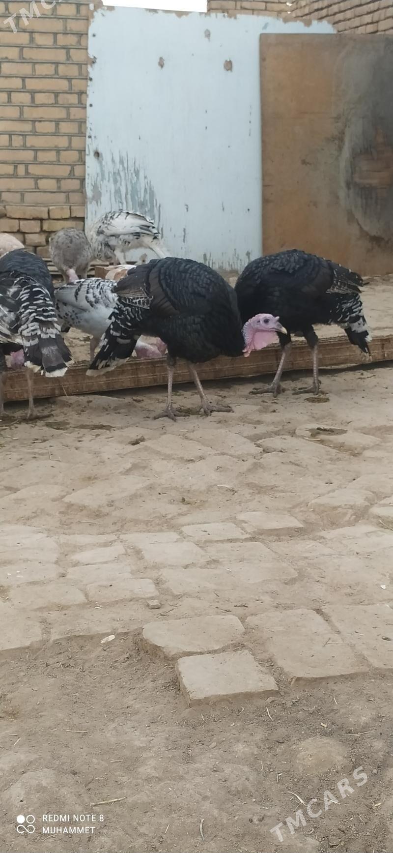 induk - Байрамали - img 3