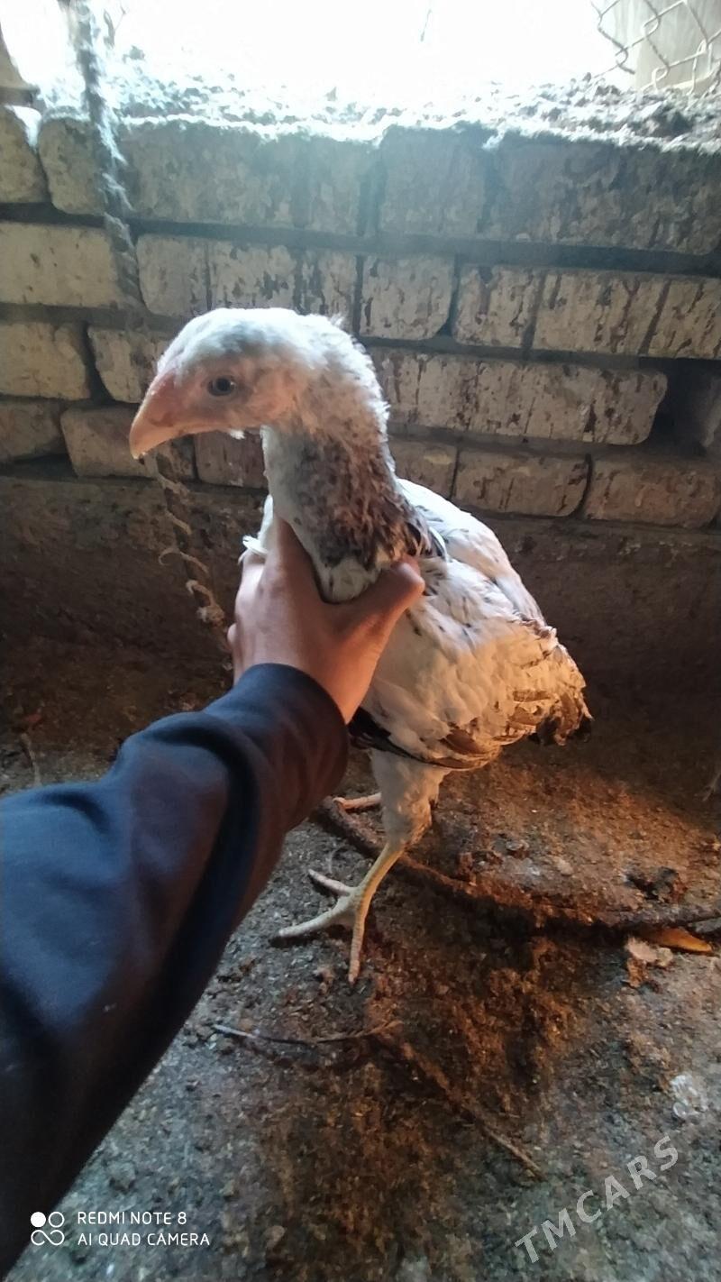 Gbrit jüýje - Tejen - img 4