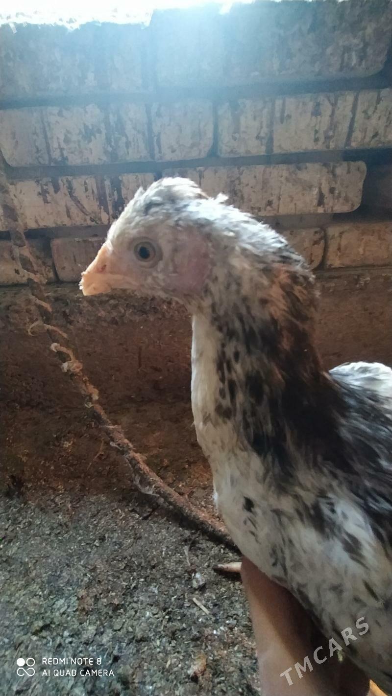 Gbrit jüýje - Tejen - img 5