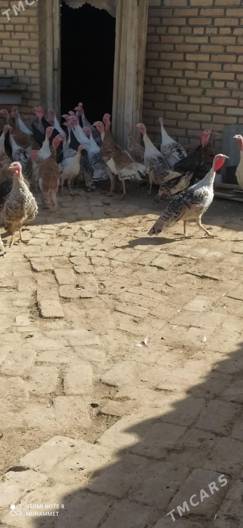 induk - Байрамали - img 4