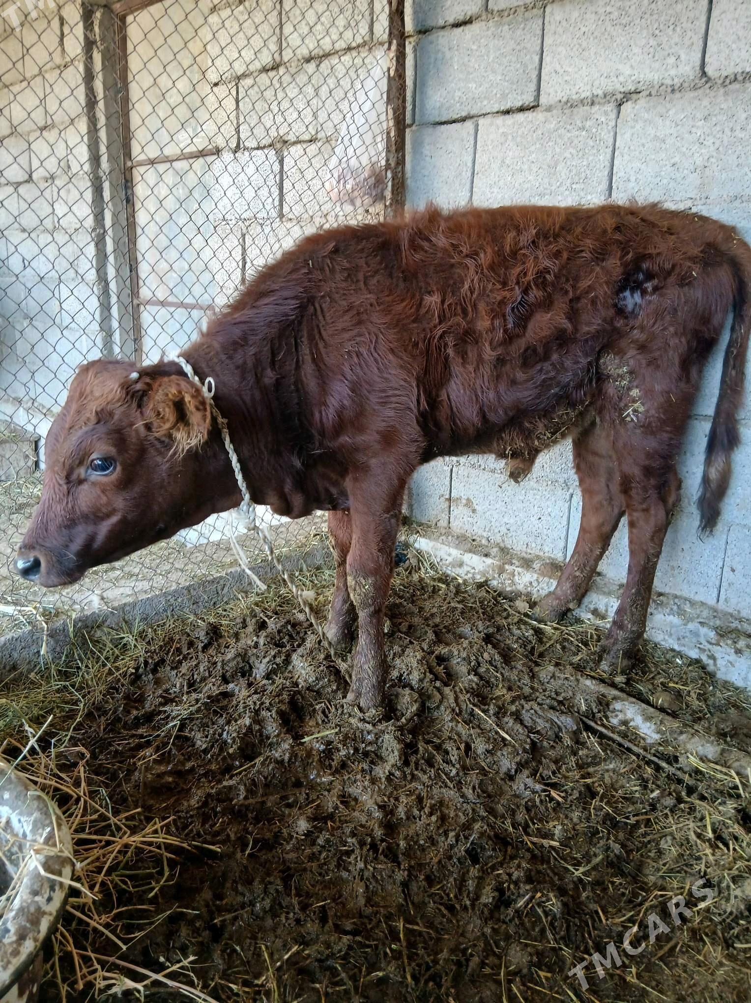 Öküzce - Яшлык - img 2