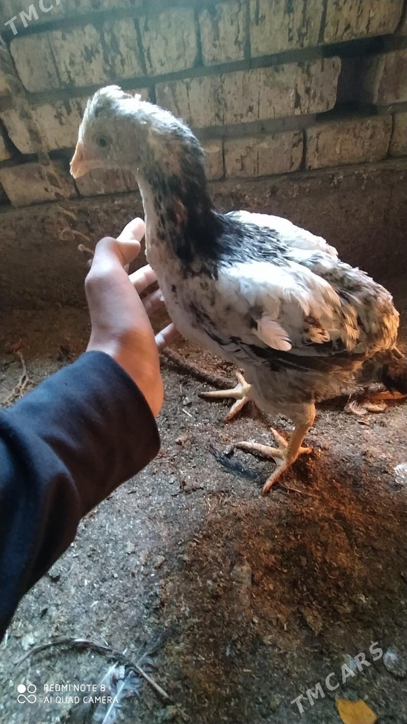 Gbrit jüýje - Tejen - img 6