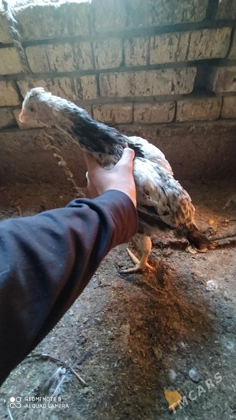 Gbrit jüýje - Tejen - img 8