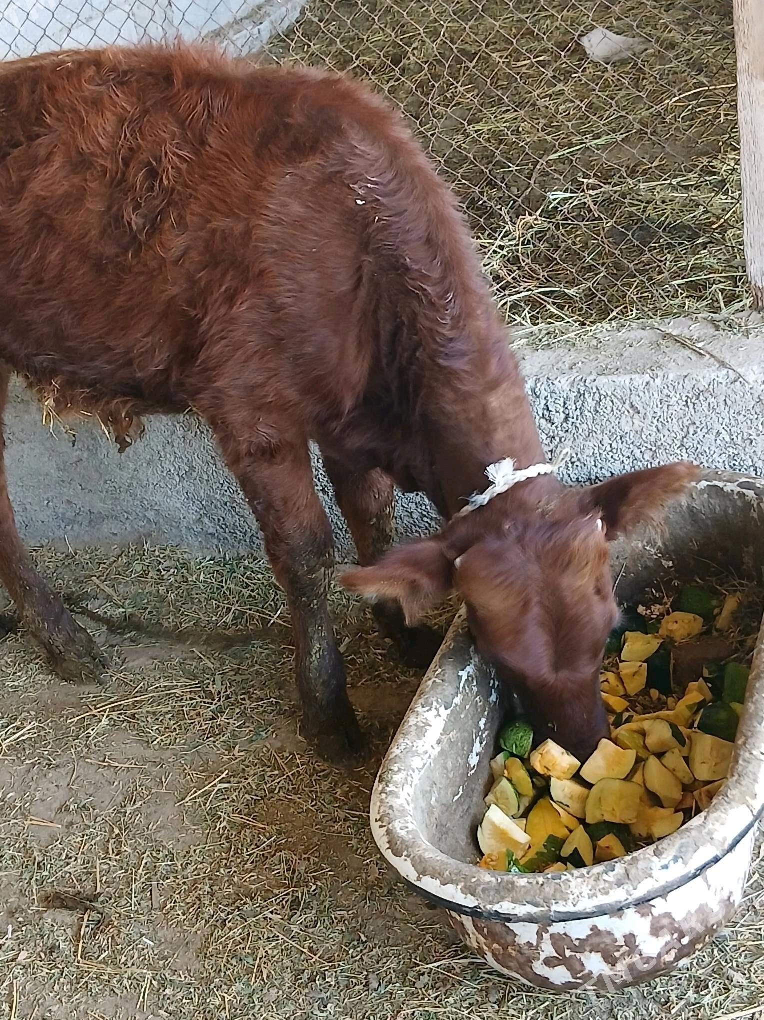 Öküzce - Яшлык - img 3