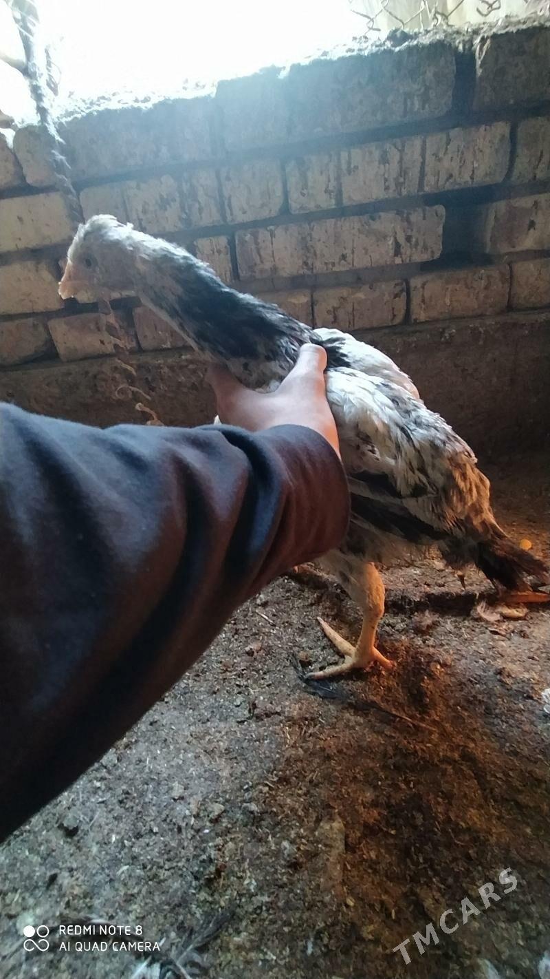 Gbrit jüýje - Tejen - img 7