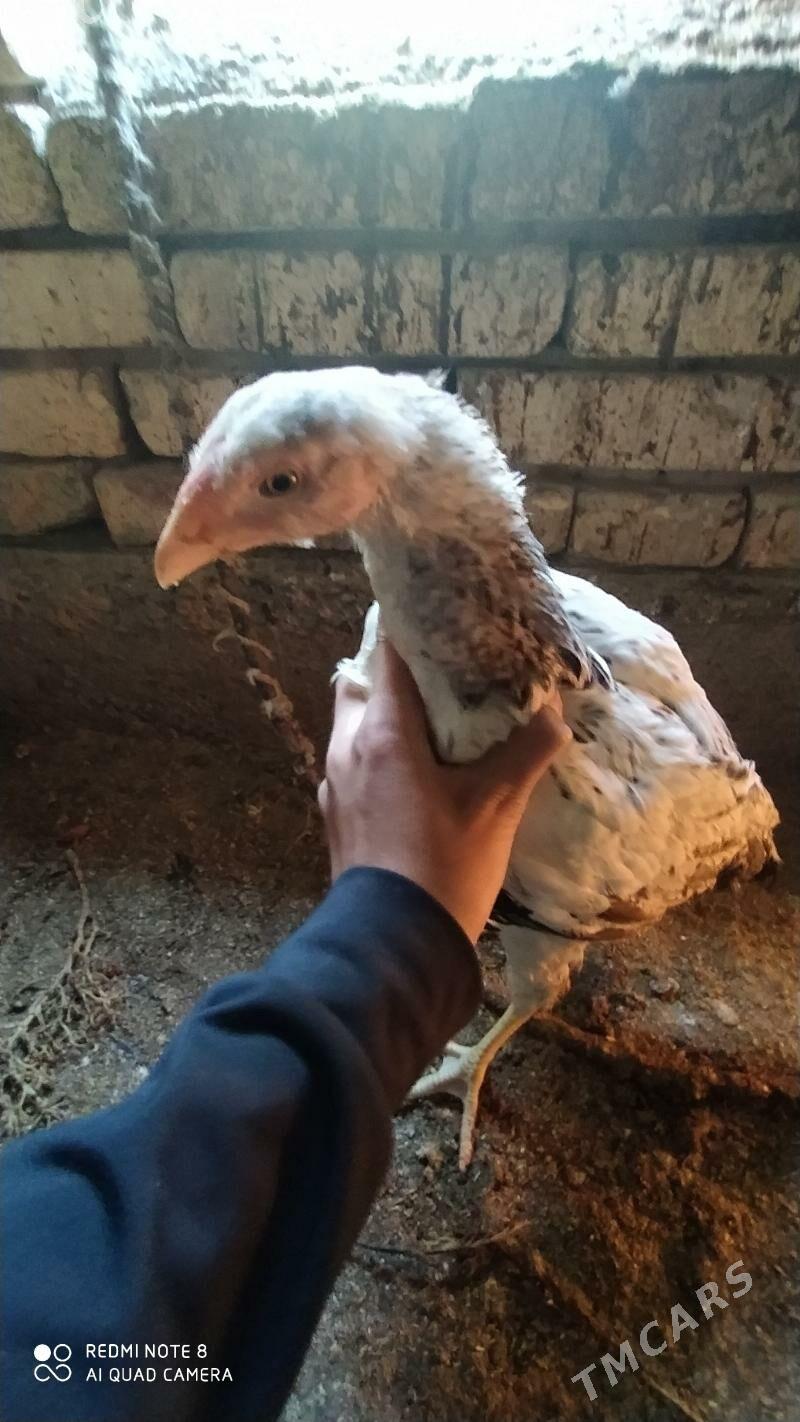 Gbrit jüýje - Tejen - img 9