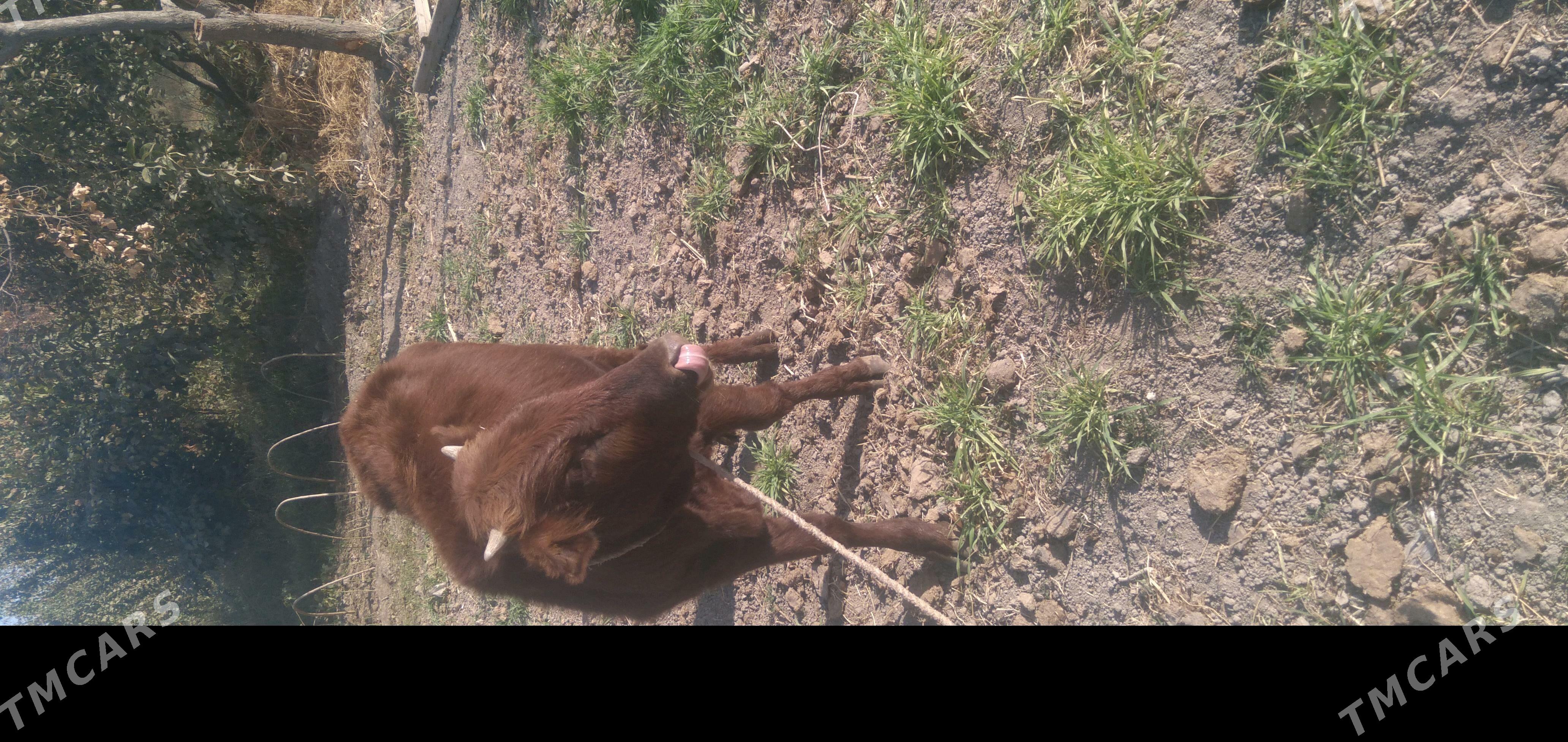 ökuz - Туркменабат - img 3