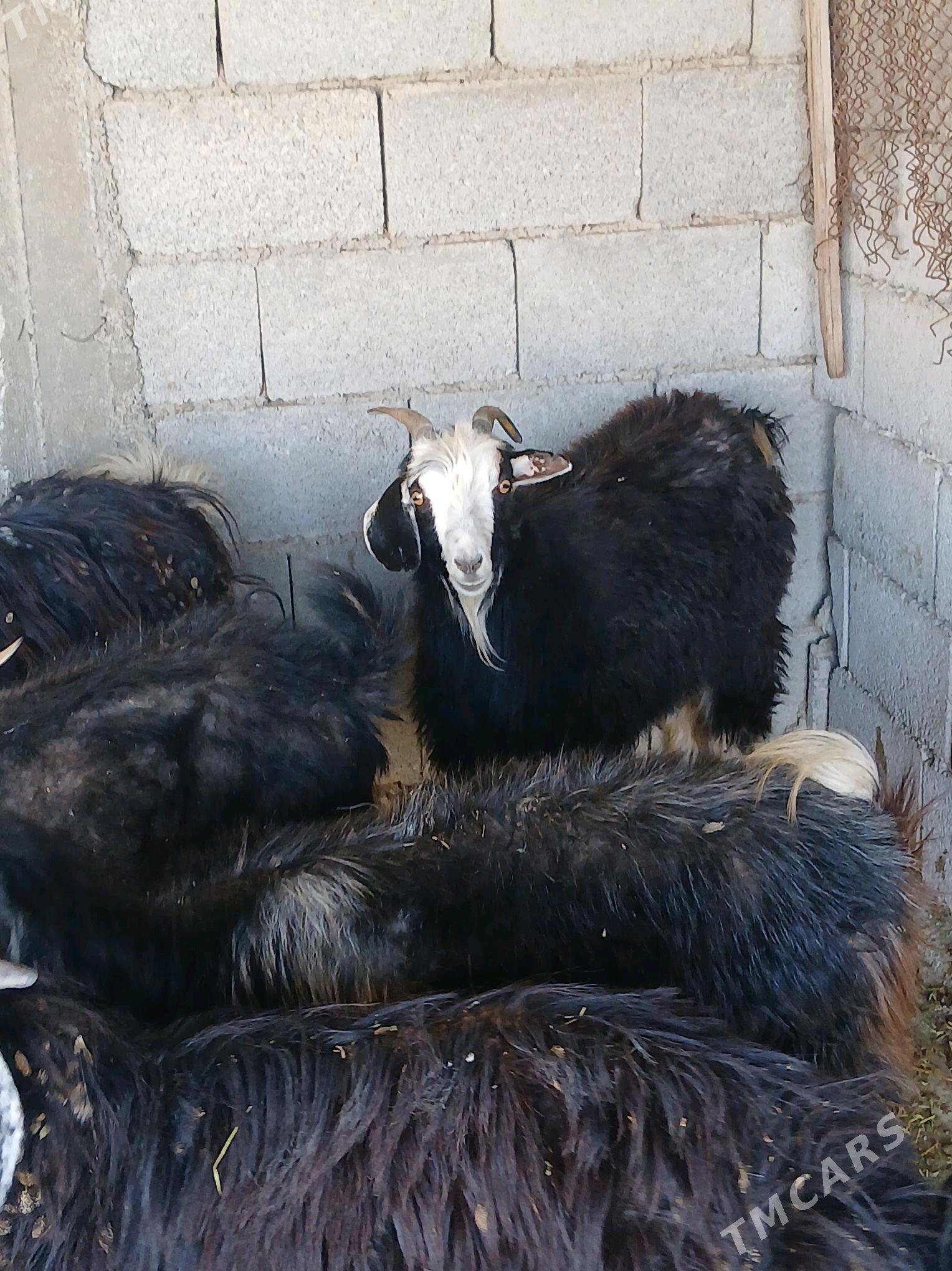 geci - Яшлык - img 1