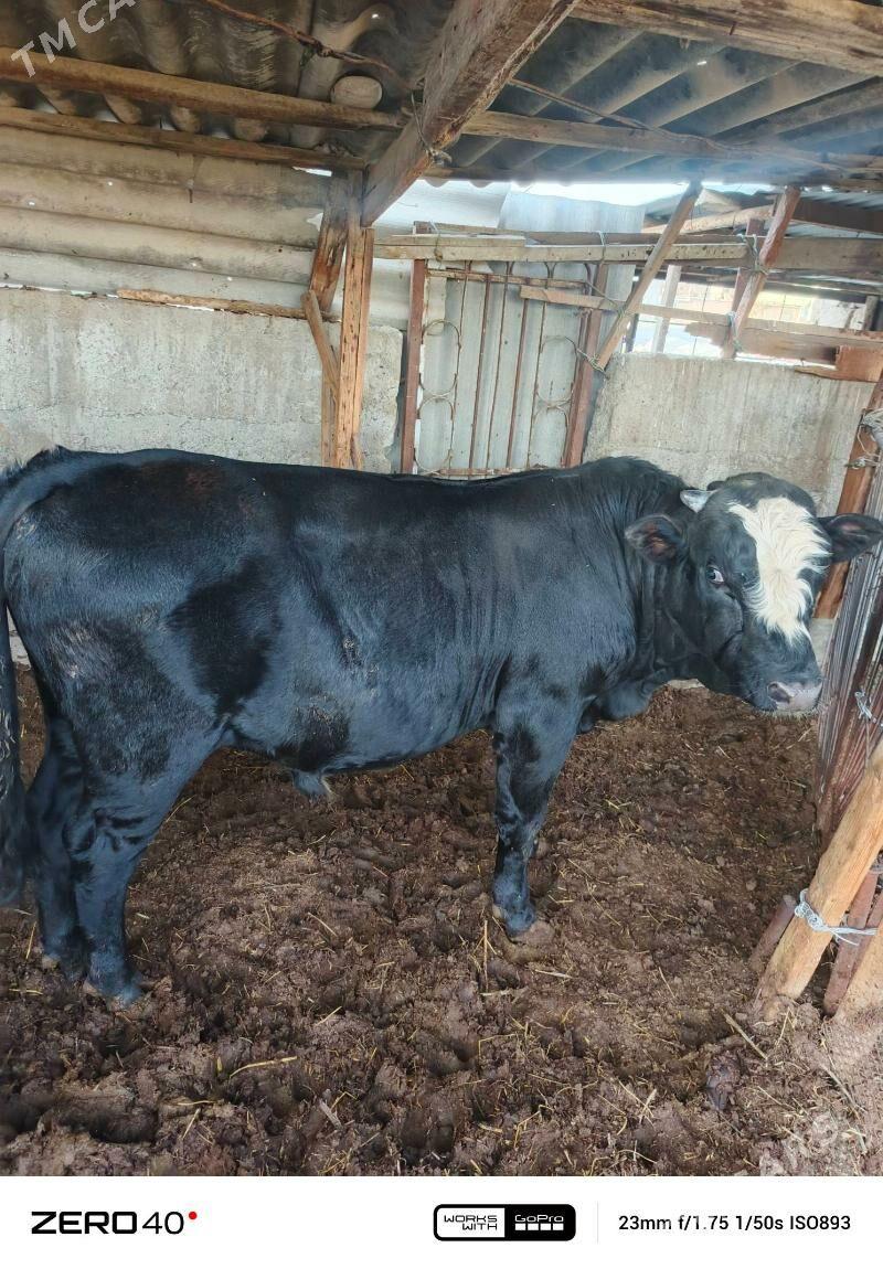 okuz angus - Bagyr - img 5