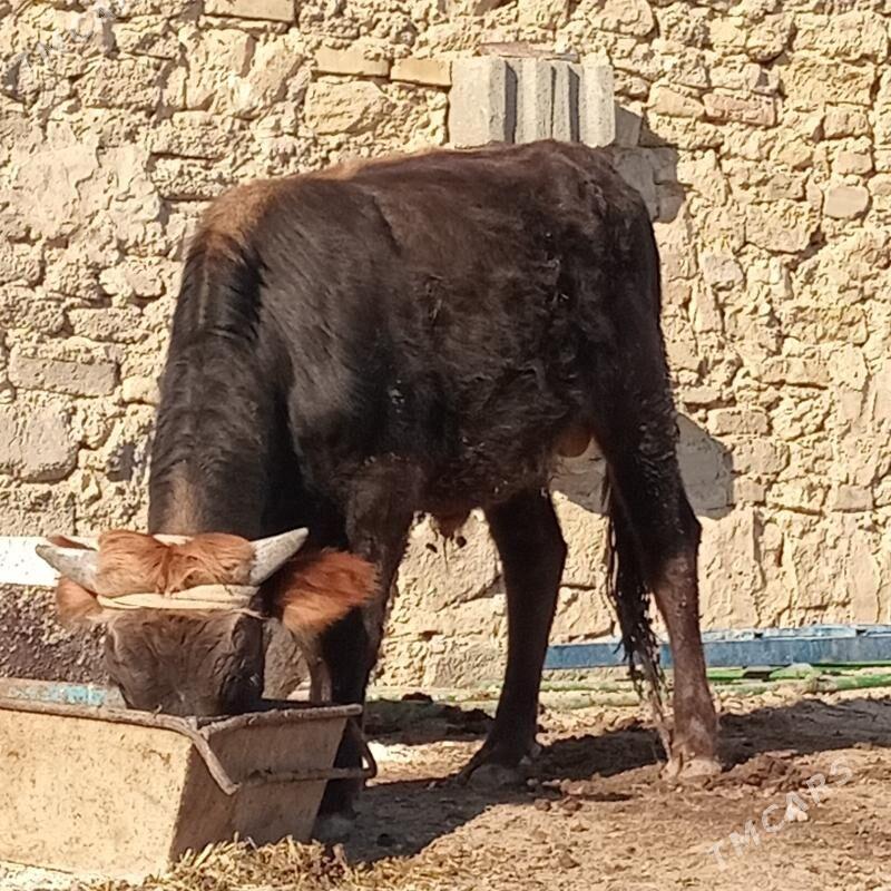 okuz - Gyzylarbat - img 2