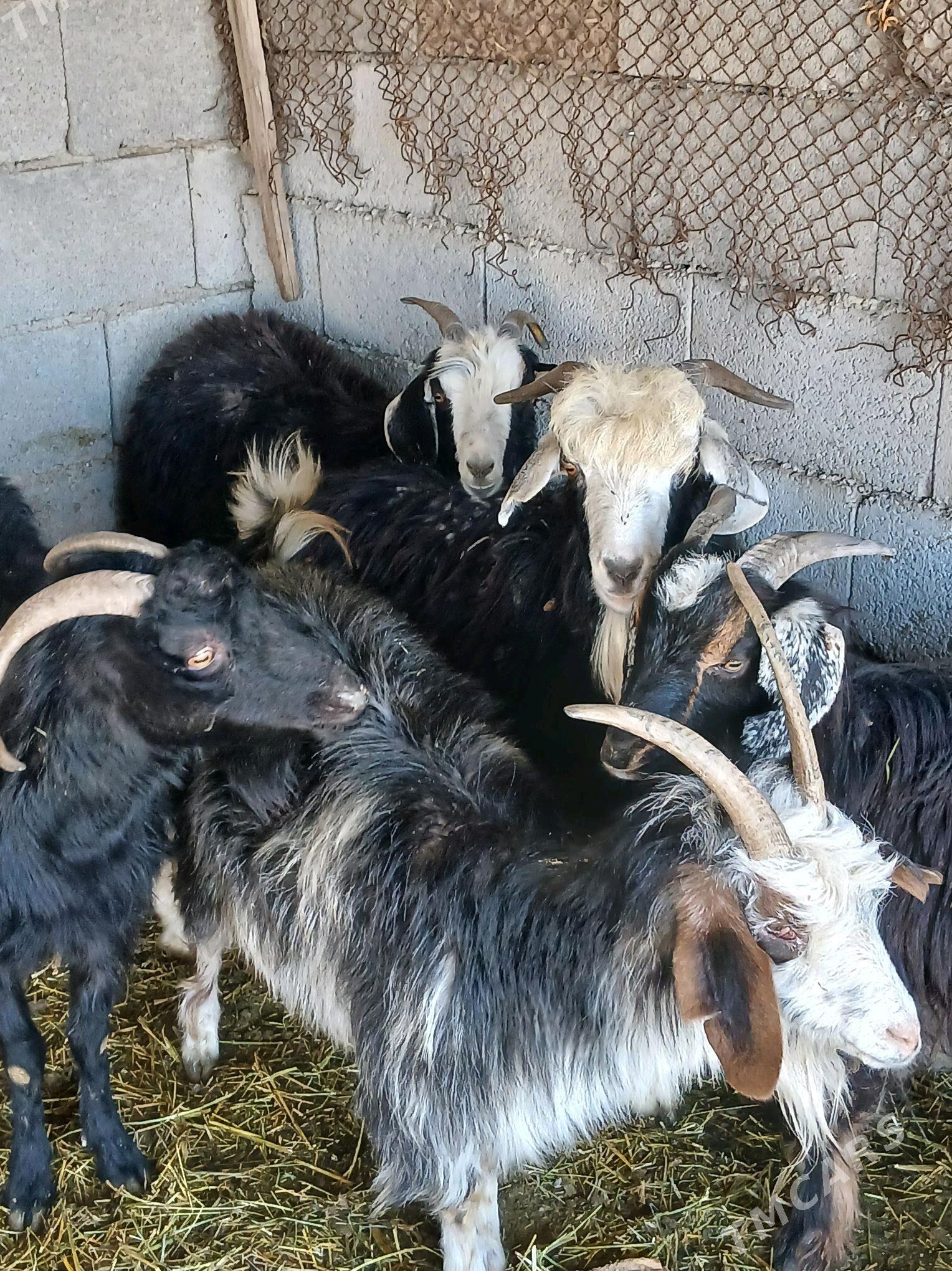 geci - Яшлык - img 3