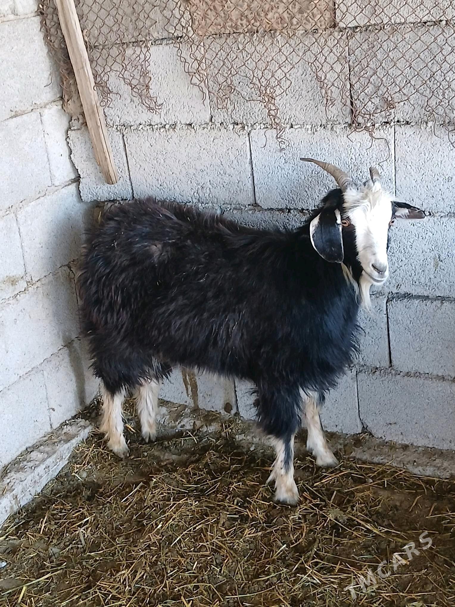 geci - Яшлык - img 2