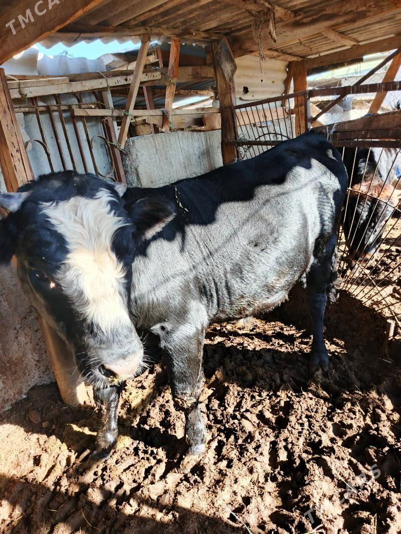 okuz angus - Bagyr - img 4