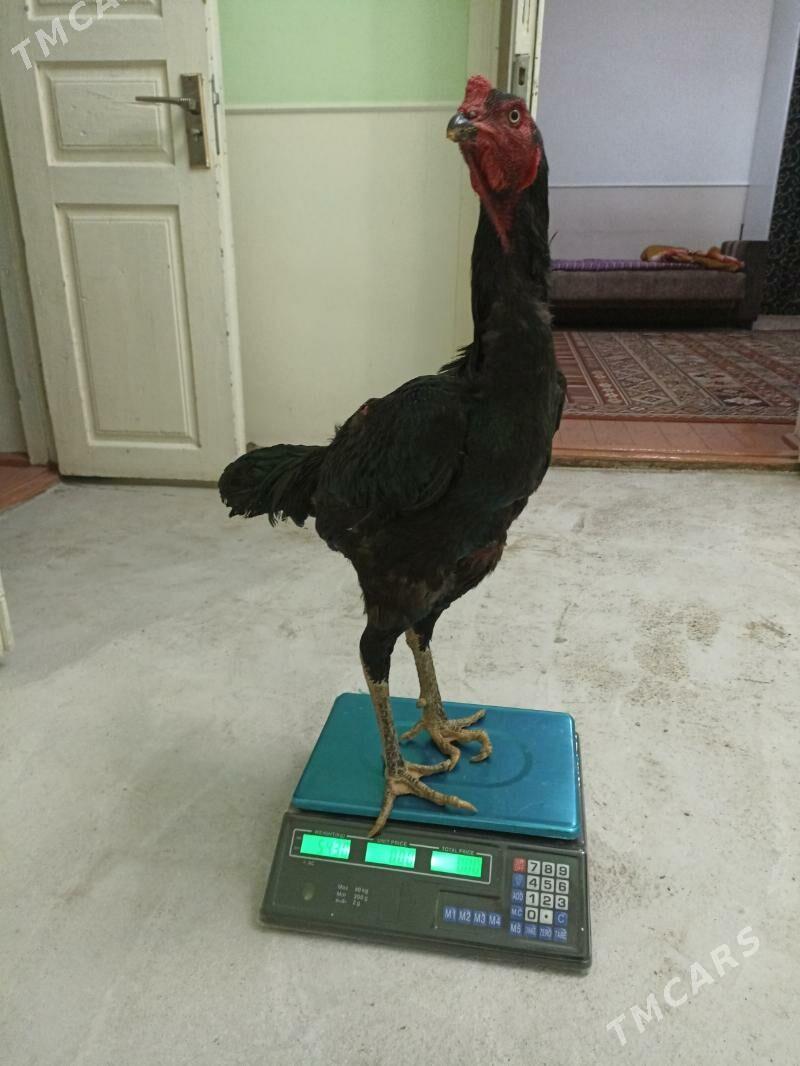 daýsowy байсовы - Mary - img 4